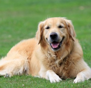 golden-retriever-164221_640