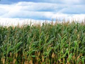 corn field