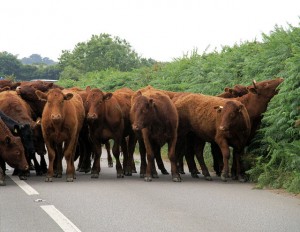road block of cows