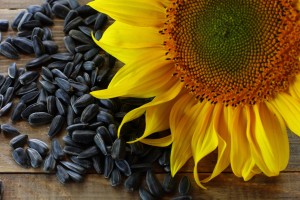 sunflower seeds
