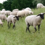 sheep-838489_960_720