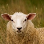 sheep in the long grass