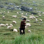 shepherd with sheep