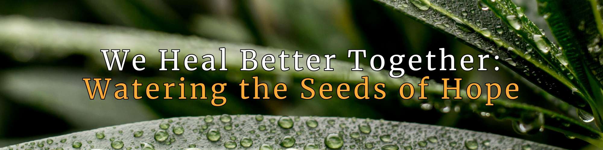 Close-up of dark green leaves with glistening water droplets, symbolizing growth and renewal. Overlay text reads: 'We Heal Better Together: Watering the Seeds of Hope,' reflecting hope, healing, and community support.